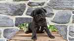 Males and females Pug puppies for sale - صورة 3
