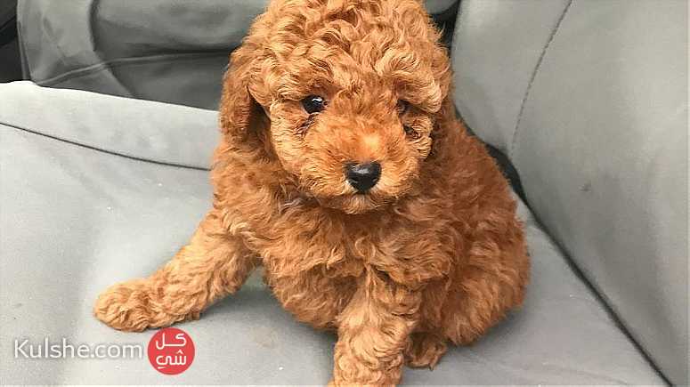 Males and females Toy Poodle puppies for sale - صورة 1