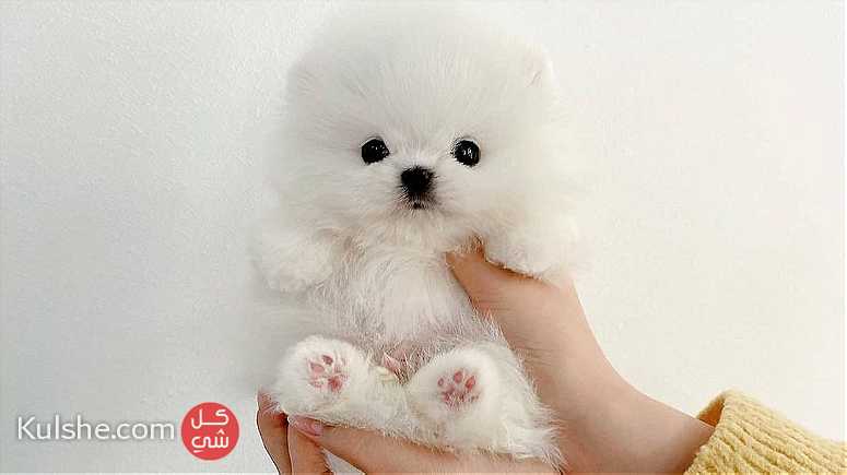Males and females Teacup pomeranian puppies for sale - صورة 1