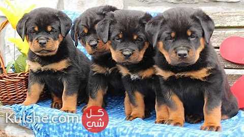 Males and females Rottweiler puppies for sale - صورة 1