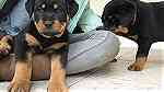 Males and females Rottweiler puppies for sale - صورة 2