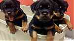 Males and females Rottweiler puppies for sale - صورة 3
