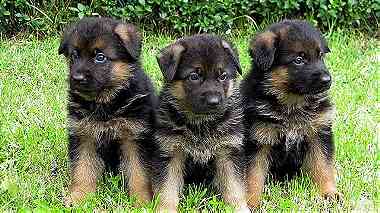 Males and females German Shephard puppies for sale