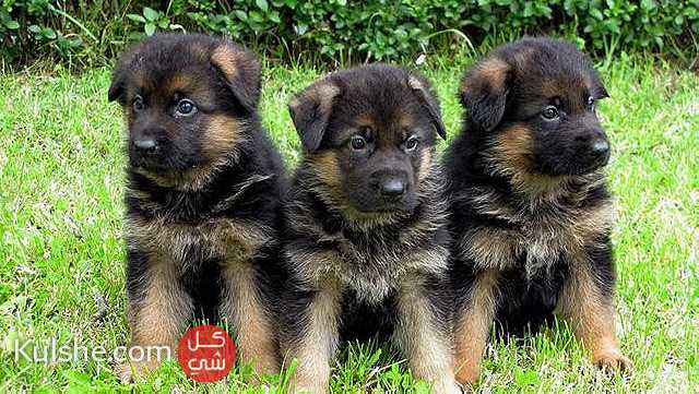 Males and females German Shephard puppies for sale - Image 1