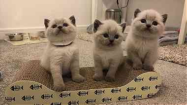 Males and females white british shorthair kittens for sale