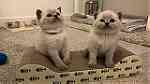 Males and females white british shorthair kittens for sale - صورة 2