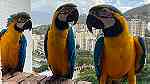 Males and females Blue and Gold Macow Parrots for sale - Image 1