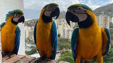Males and females Blue and Gold Macow Parrots for sale