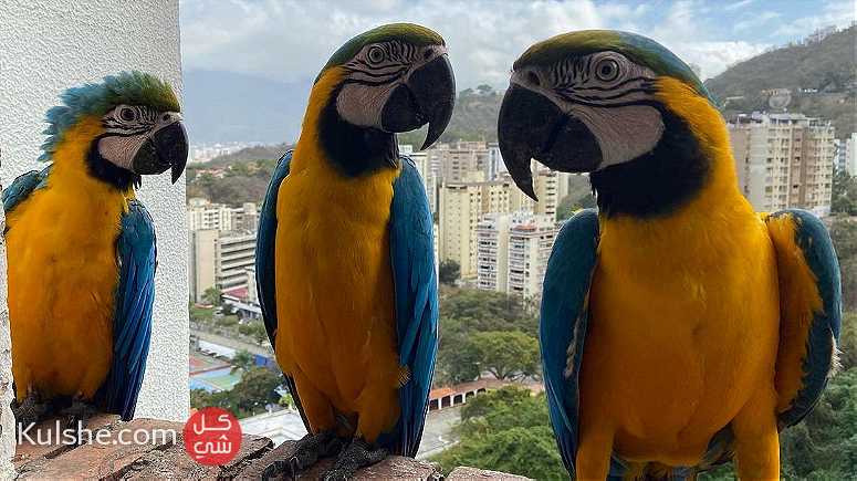Males and females Blue and Gold Macow Parrots for sale - Image 1