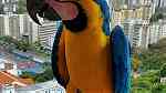 Males and females Blue and Gold Macow Parrots for sale - Image 2