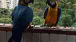 Males and females Blue and Gold Macow Parrots for sale - Image 4