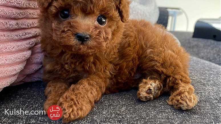 Healthy Males and females Toy poodle puppies for sale - صورة 1