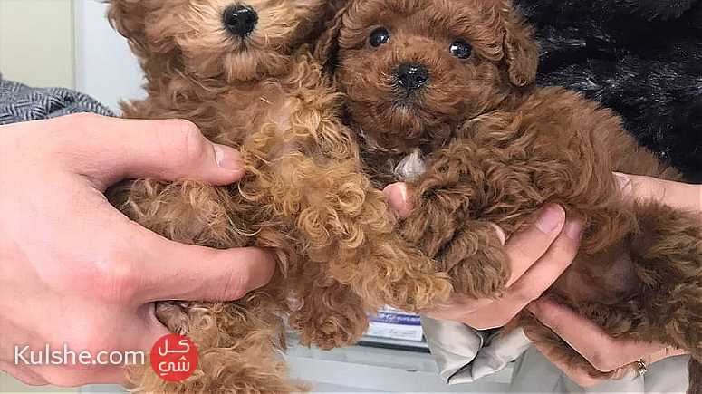 Home raised Toy poodle puppies for sale - Image 1