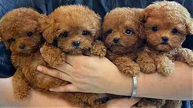 Males and females Toy poodle puppies for sale