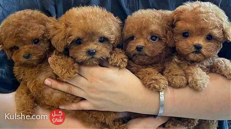 Males and females Toy poodle puppies for sale - صورة 1