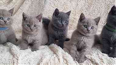 males and females British Shorthair Kittens for sale in UAE