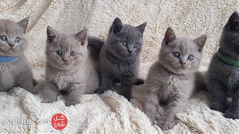 males and females British Shorthair Kittens for sale in UAE - Image 1