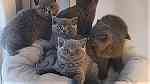 British Shorthair Kittens for sale in UAE - صورة 1