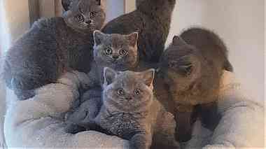 British Shorthair Kittens for sale in UAE