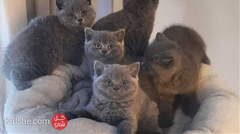 British Shorthair Kittens for sale in UAE - Image 1