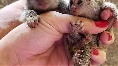 Pygmy marmoset monkeys for sale in UAE