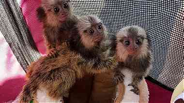 males and females Pygmy marmoset monkeys for sale in UAE
