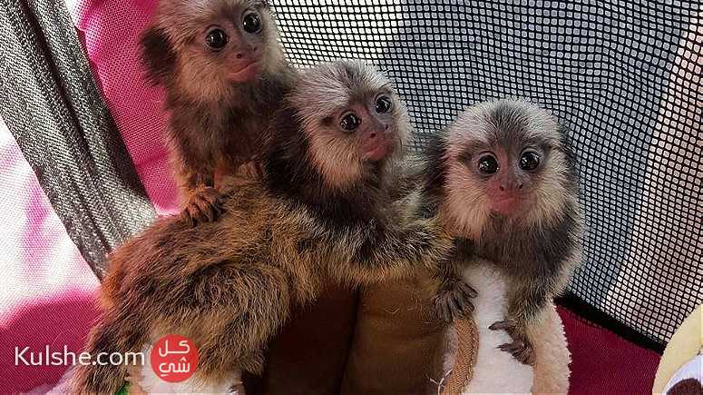 males and females Pygmy marmoset monkeys for sale in UAE - Image 1