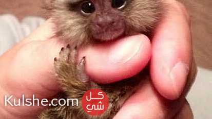 friendly marmoset monkeys for sale in UAE - صورة 1