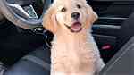 Super Golden Retreiver Puppies for sale - Image 1