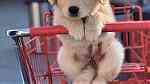 Super Golden Retreiver Puppies for sale - صورة 2