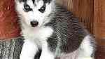 Cute Siberian Husky  Puppies sale - صورة 1