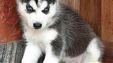 Cute Siberian Husky  Puppies sale