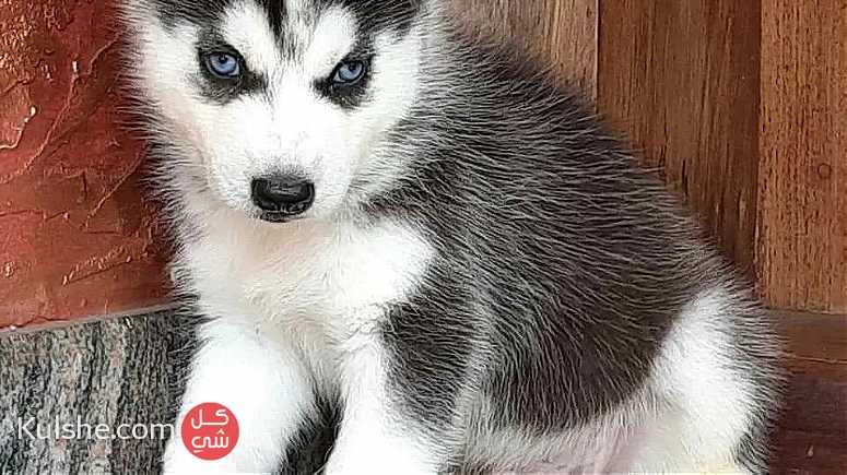 Cute Siberian Husky  Puppies sale - صورة 1