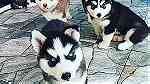 Cute Siberian Husky  Puppies sale - صورة 3