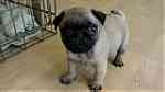 Adorable Pug Puppies for sale - صورة 1