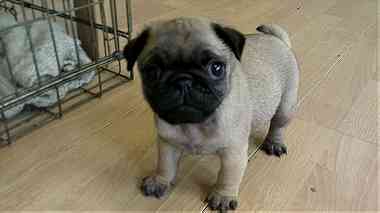 Adorable Pug Puppies for sale