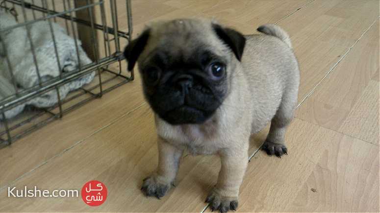 Adorable Pug Puppies for sale - صورة 1