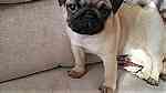 Adorable Pug Puppies for sale - صورة 2