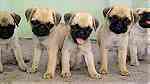 Adorable Pug Puppies for sale - صورة 3