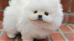 white Pomeranian  Puppies for sale - صورة 1