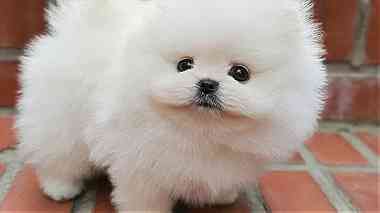 white Pomeranian  Puppies for sale