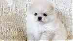 white Pomeranian  Puppies for sale - صورة 2