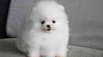 white Pomeranian  Puppies for sale - صورة 3