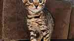 Cute Bengal  kittens for sale - Image 1