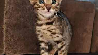 Cute Bengal  kittens for sale