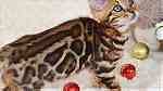 Cute Bengal  kittens for sale - صورة 3