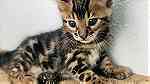 Cute Bengal  kittens for sale - صورة 2