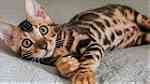 Cute Bengal  kittens for sale - صورة 4