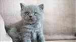 Grey British shorthair kittens for sale - Image 1