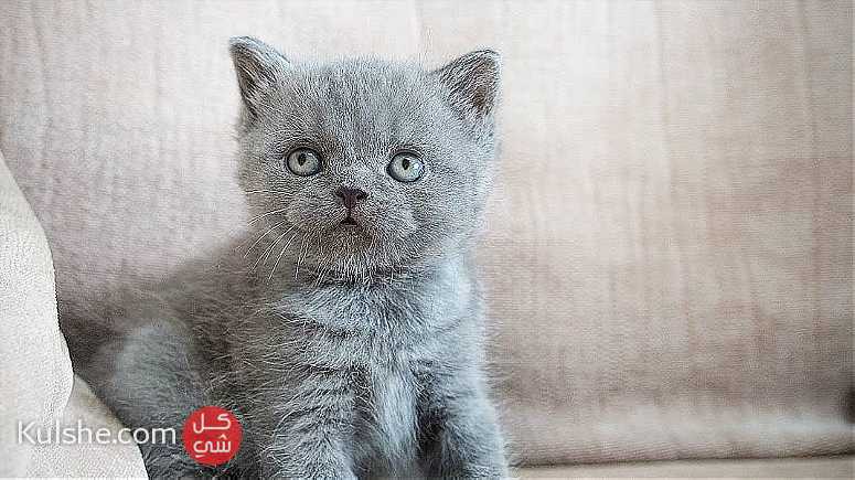 Grey British shorthair kittens for sale - صورة 1